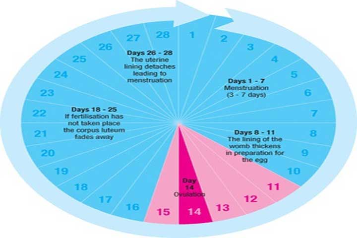 Can You Get Pregnant During Periods 37