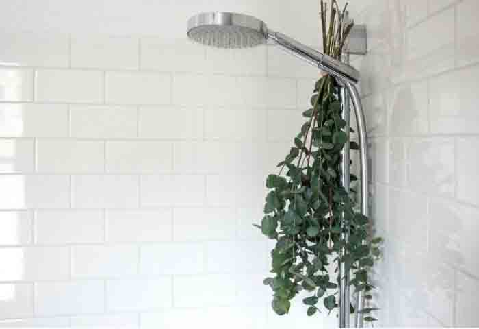 benefits of eucalyptus in shower