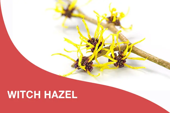 witch hazel for dry itchy scalp