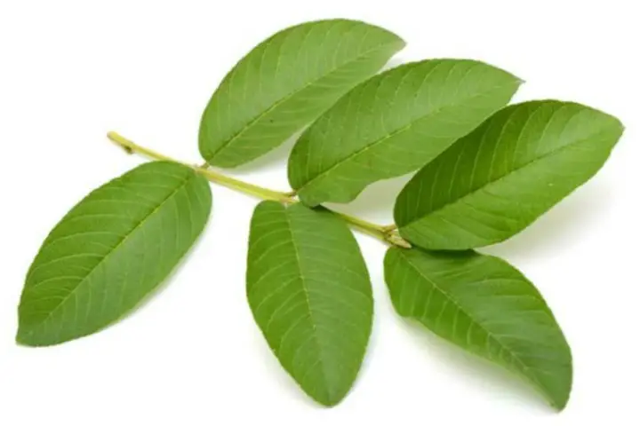 health Benefits Of Guava Leaves