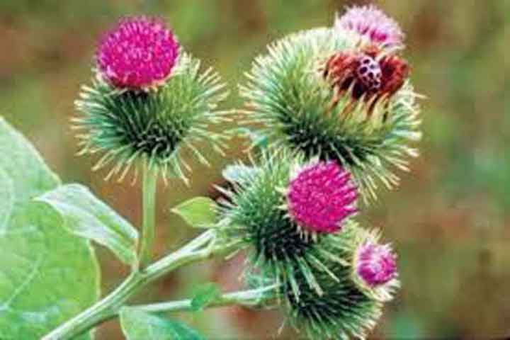 burdock