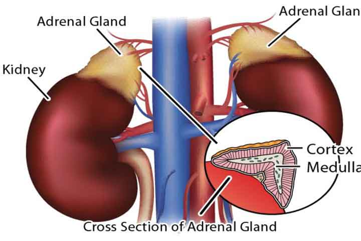 what is adrenal fatigue