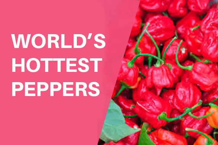 https://www.beautyepic.com/worlds-hottest-peppers/