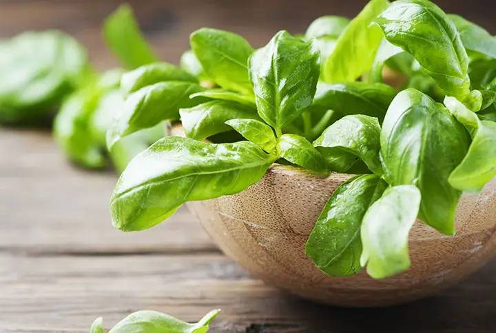 basil juice recipe for kidney stones