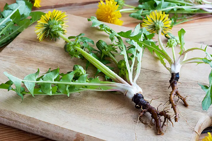 dandelion root juice for kidney stones