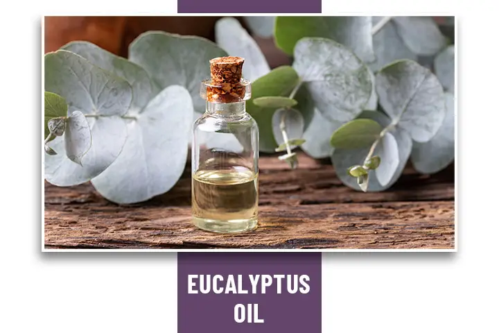 Eucalyptus Oil  for Headache