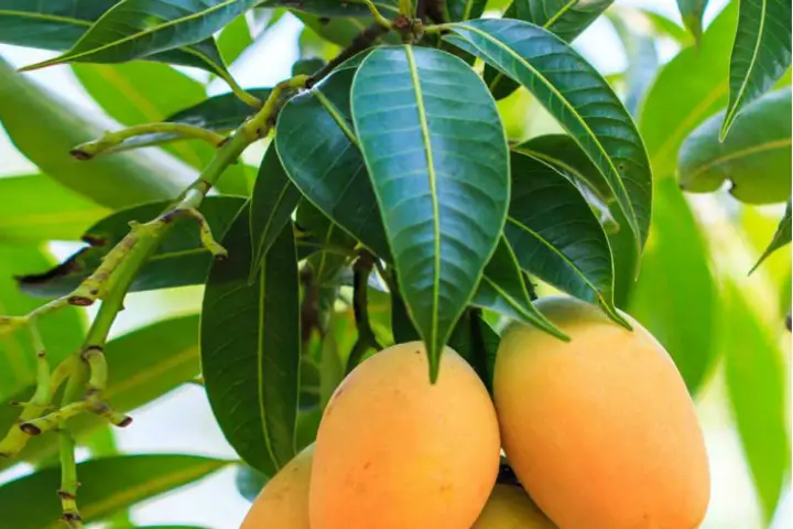 Benefits of Mango Leaves