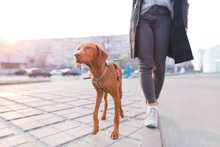 walking with dog for calories burn