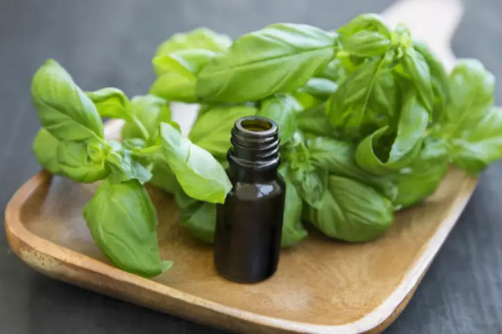 Basil oil