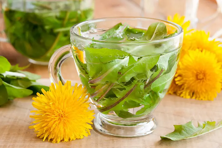 dandelion leaf tea for weight loss