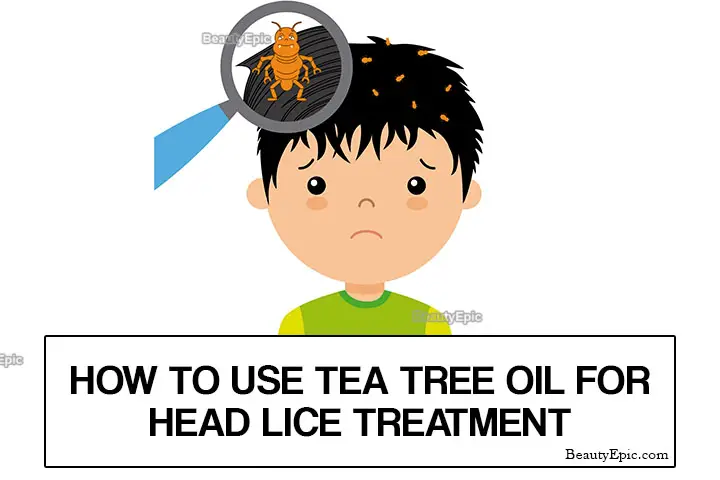 tea tree oil for head lice