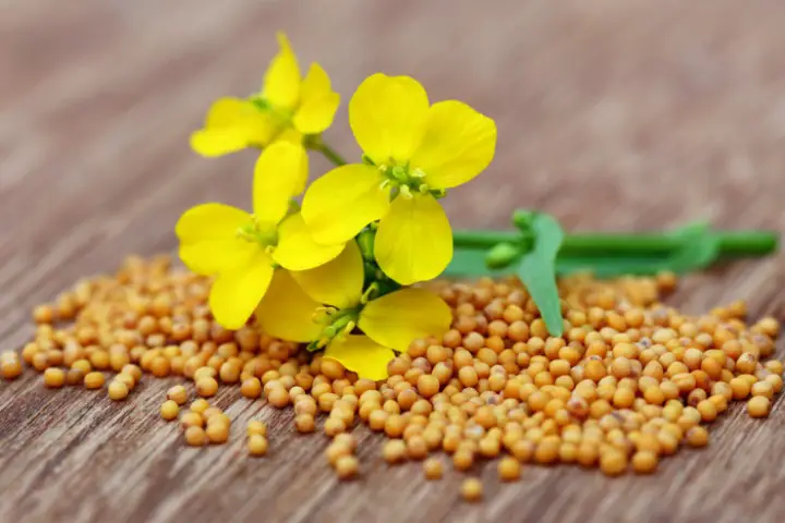 mustard for heartburn relief