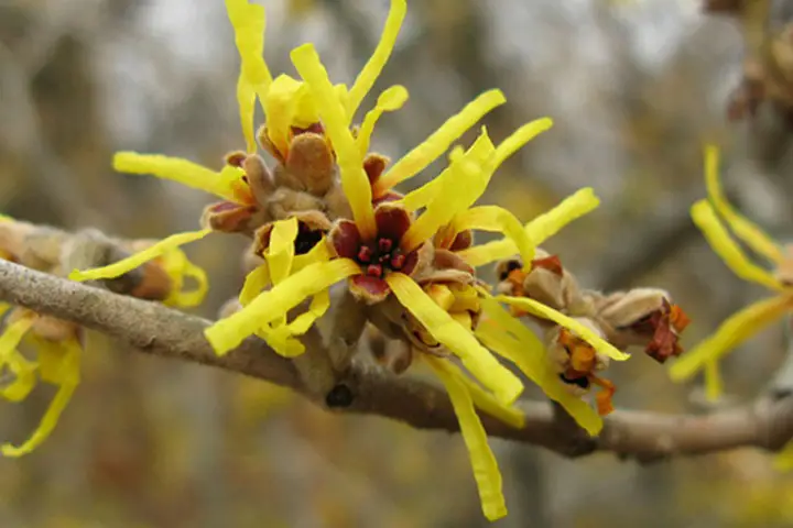 witch hazel for bruises