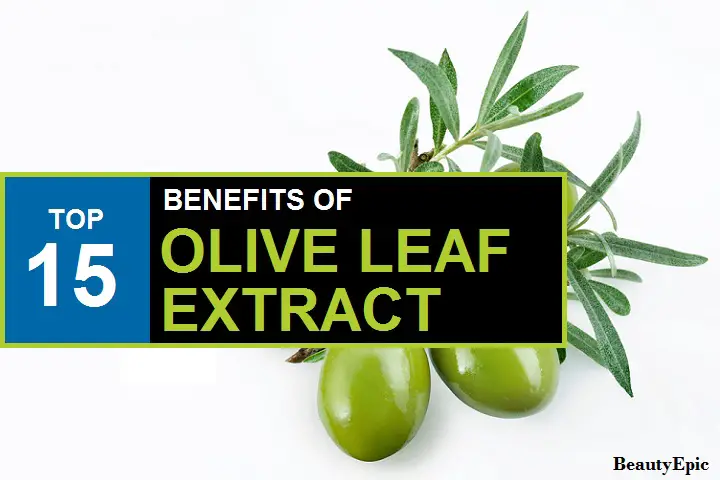 olive leaf extract benefits