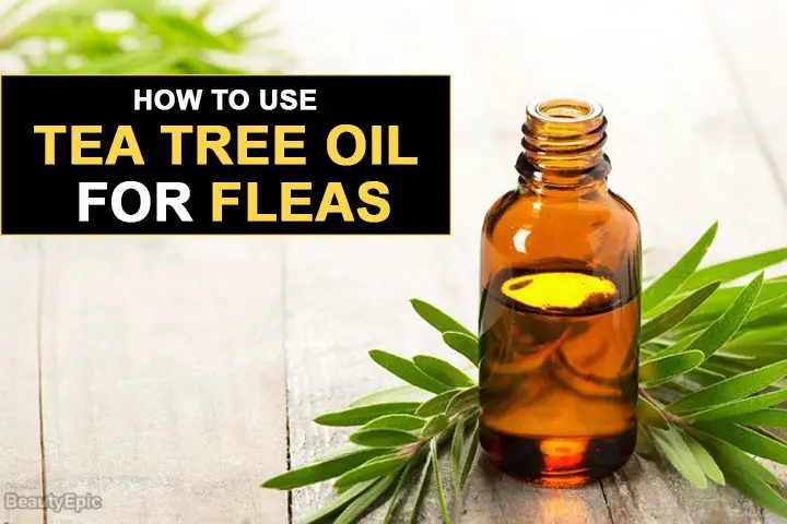 tea tree oil for fleas