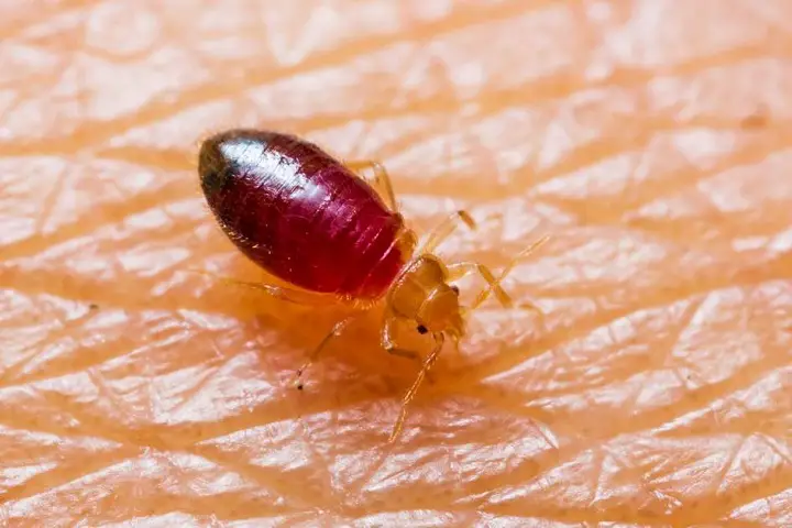 tea tree oil for bed bugs