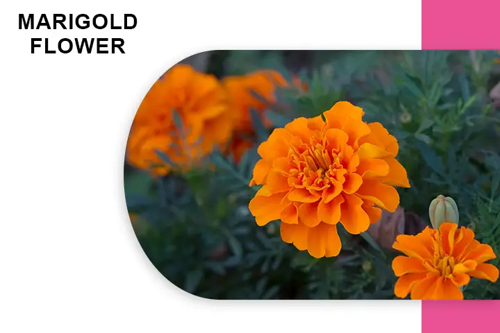 Marigold Flower for Varicose Veins