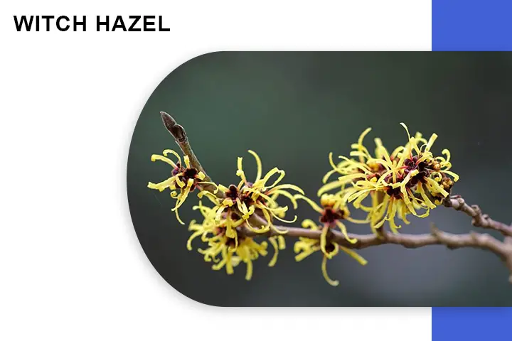 Witch Hazel for Varicose Veins