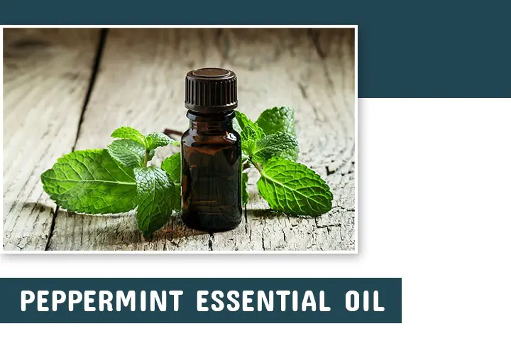 Peppermint oil for hair growth