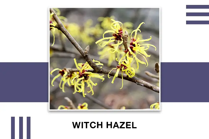 Witch Hazel for Skin Tightening