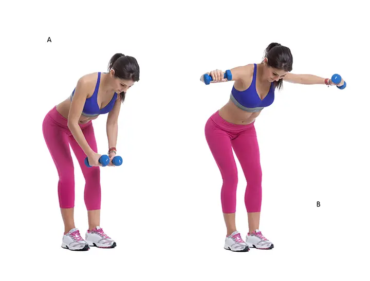 reverse fly exercise for back muscle