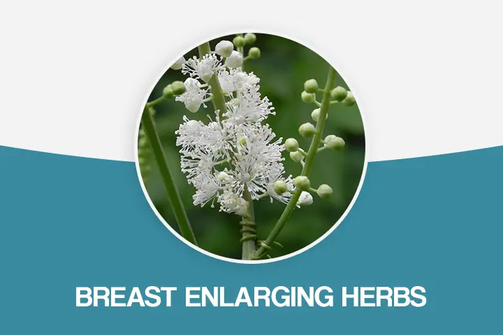 Breast enlarging herbs