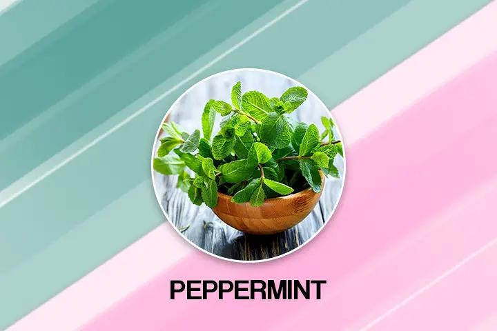 pippermint for fast plooping