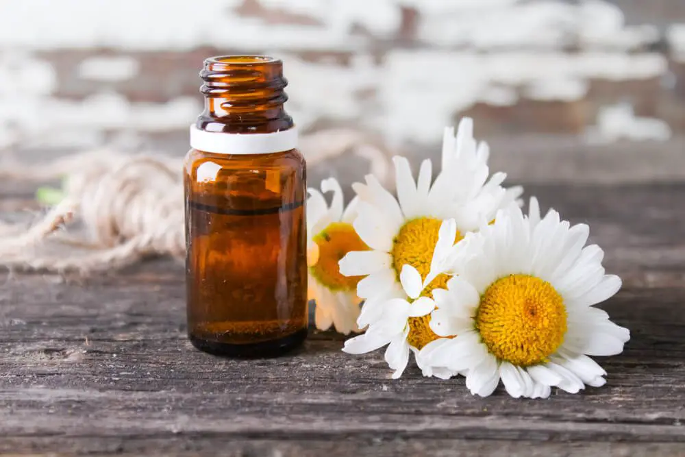 Chamomile oil