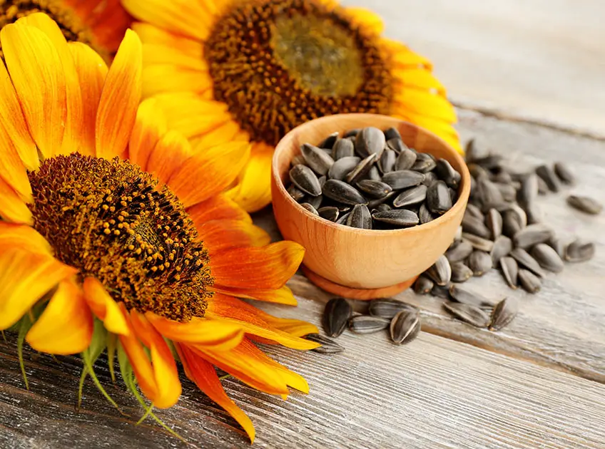 Sunflower seeds