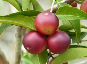 7 Amazing Benefits of Camu Camu,