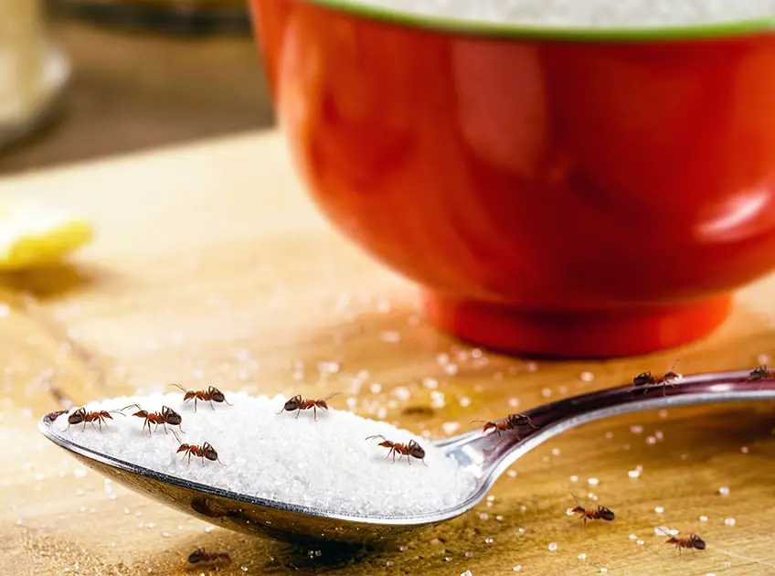 home remedies to get rid of ants