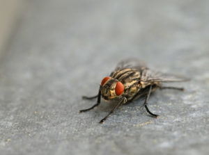 How to Get Rid of Houseflies at Home Naturally