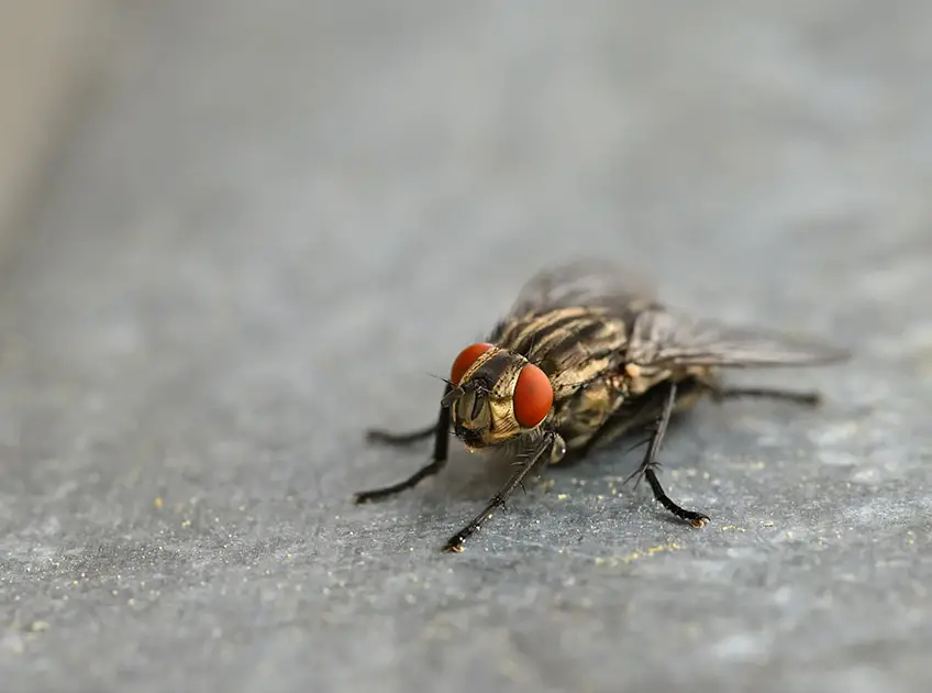 how to get rid of houseflies quickly