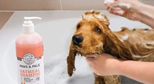 Best Shampoos For The Great Pyrenees