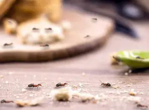 Natural Ways to Get Rid of Ants