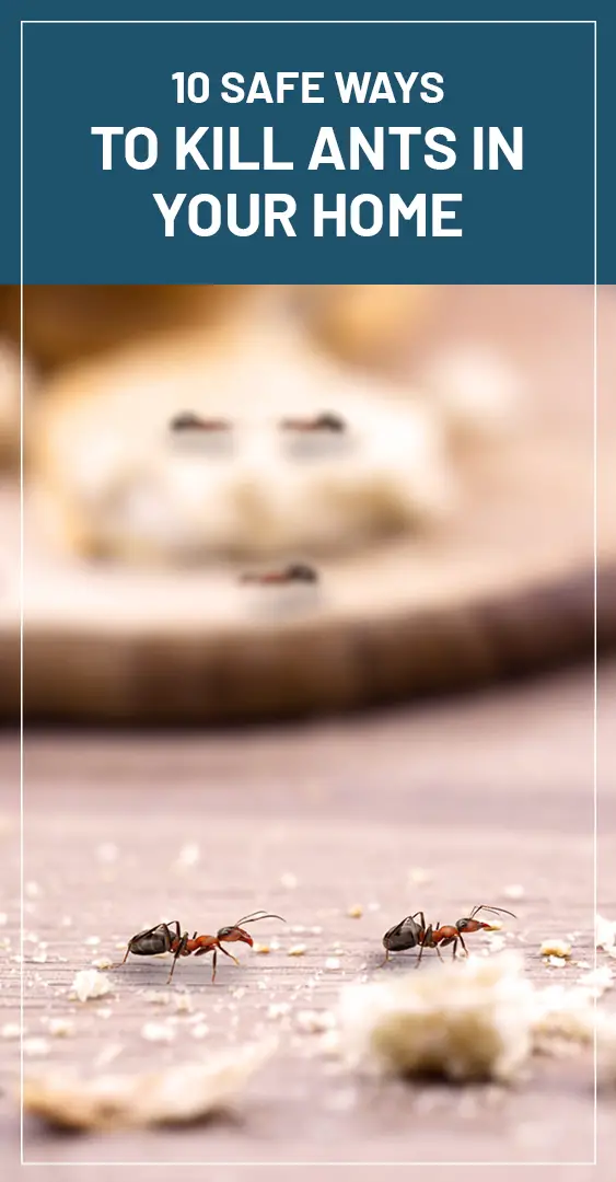 10 Natural Ways To Get Rid Of Ants In Your Home