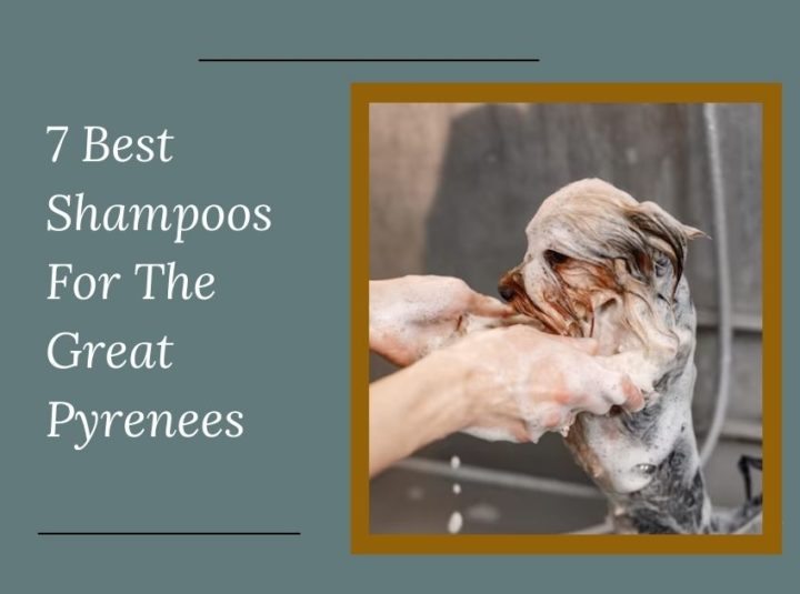 7 Best Shampoos For The Great Pyrenees In 2023