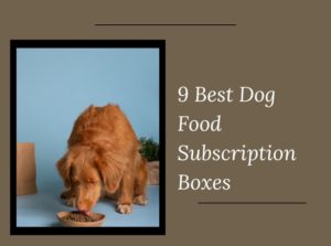 Dog Food Subscription Boxes