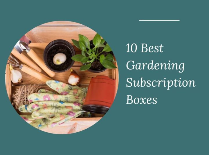 10 Best Gardening Subscription Boxes In 2024