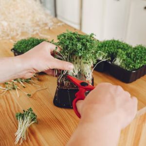 The Micro Gardener